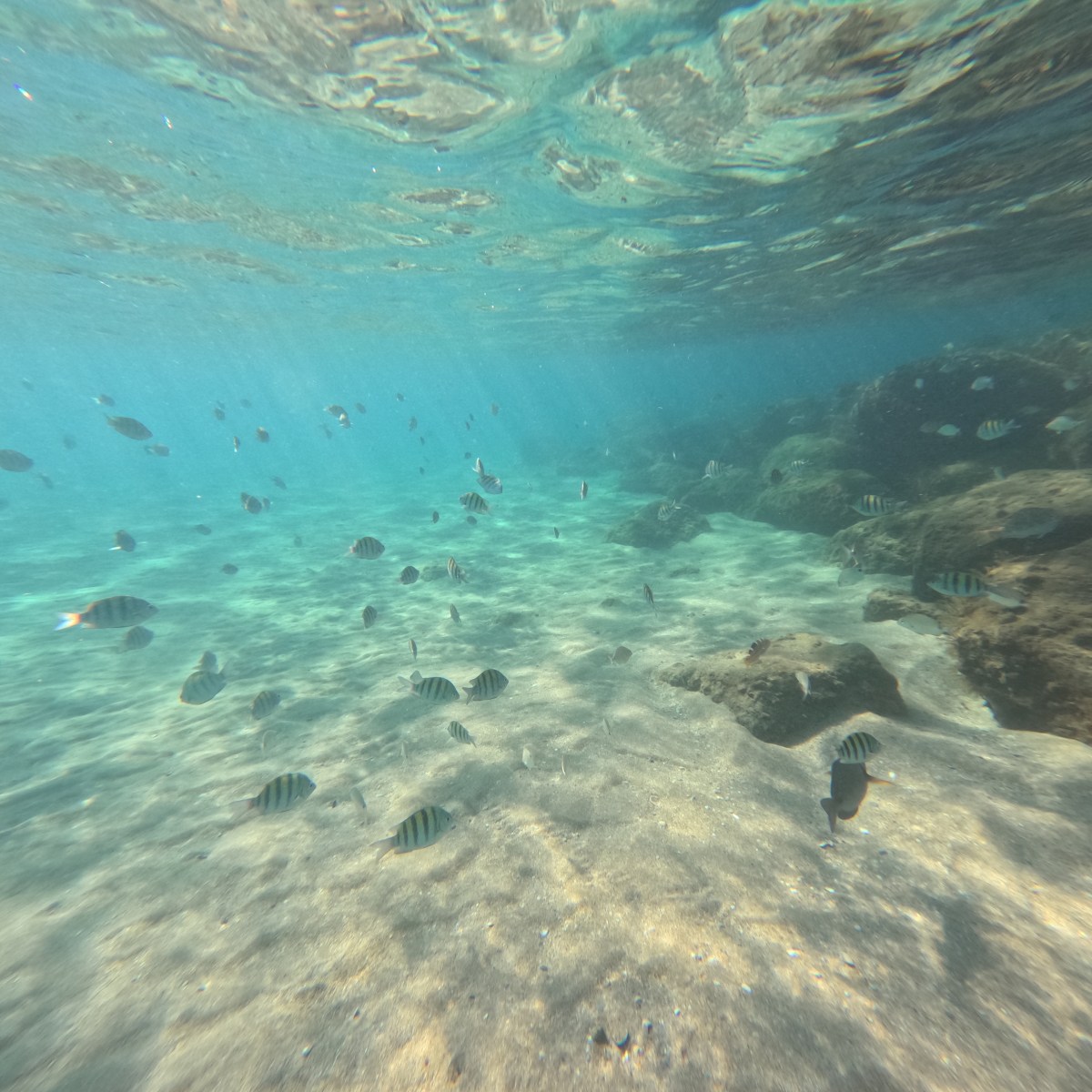 Underwater scene with school of small fish swimming over sandy ocean floor.