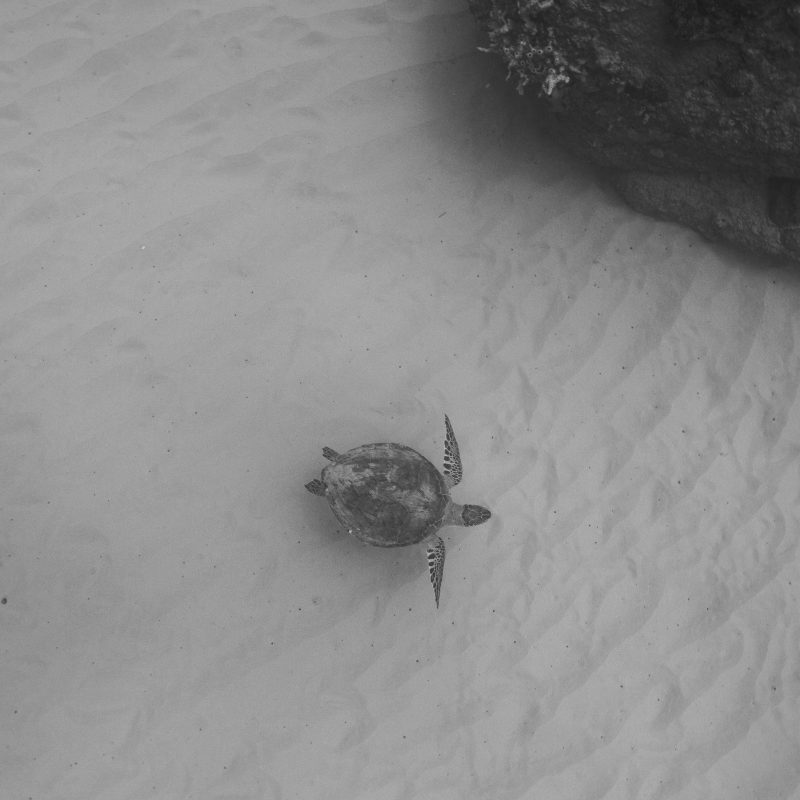 Turtle swimming underwater near a large rock in black and white.