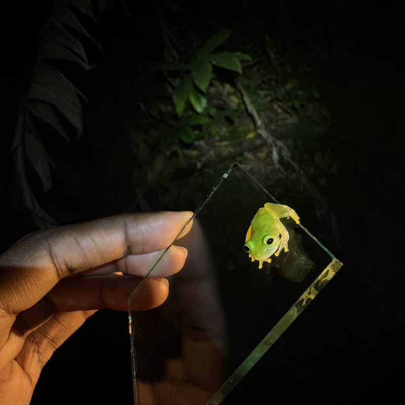 Hand holding a small light green frog on glass, with dark background.