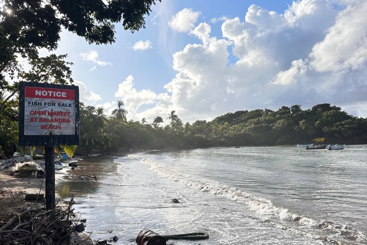 Sunny beach with trees, waves, and a sign about fish for sale.