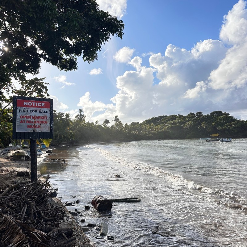 Sunny beach with trees, waves, and a sign about fish for sale.