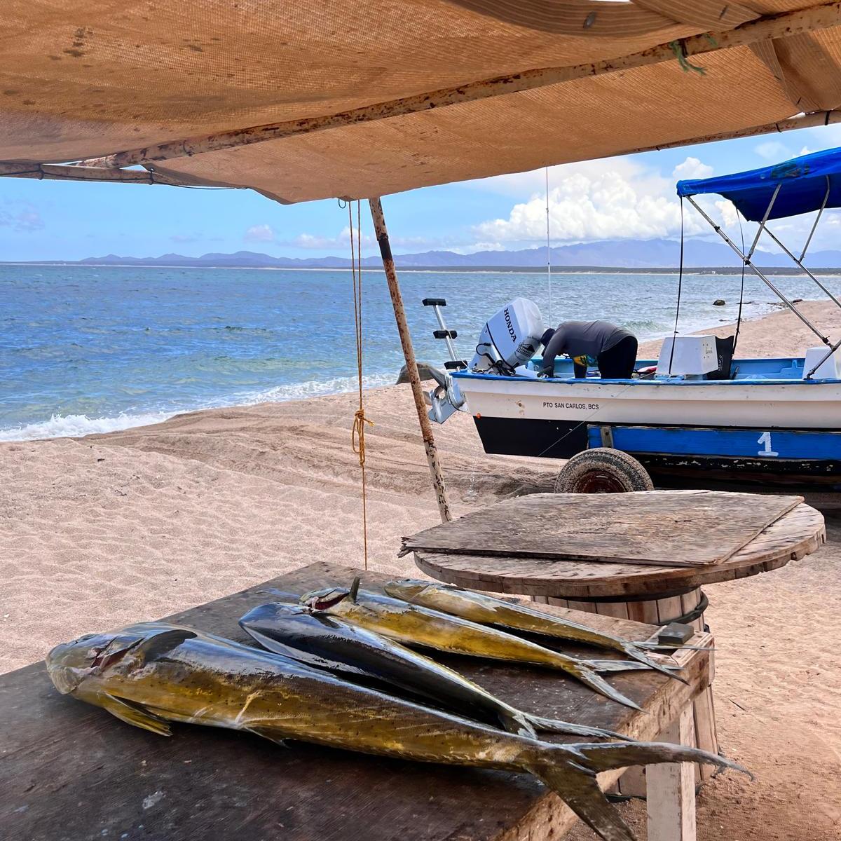 Fish on a table by the beach with a boat in the background.
