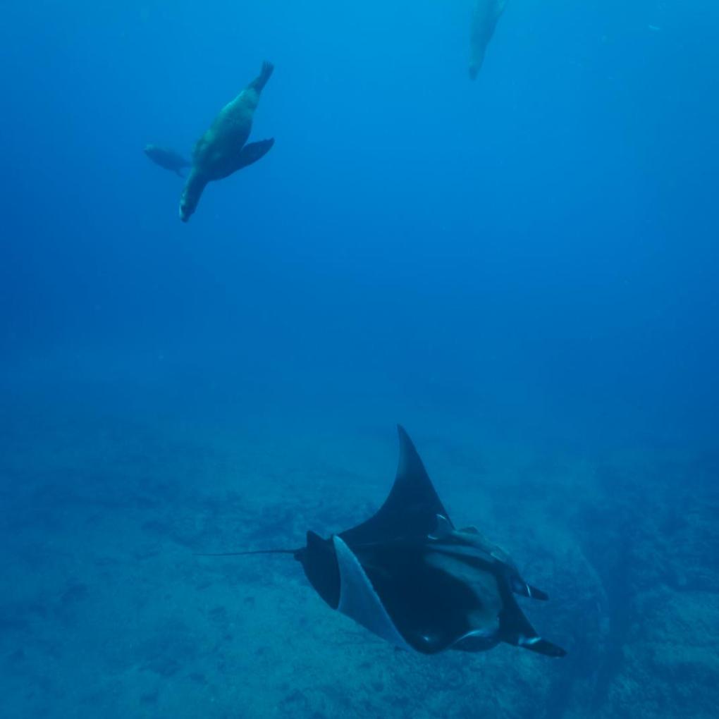 Manta ray swimming underwater with two sea lions nearby.