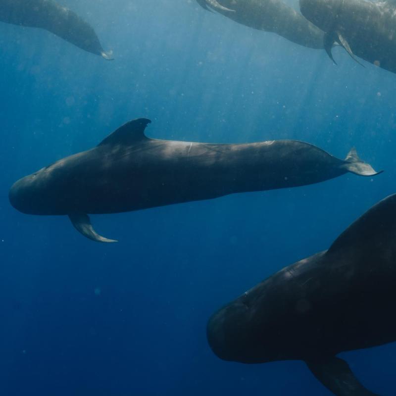 Pod of pilot whales swimming underwater in deep blue sea.