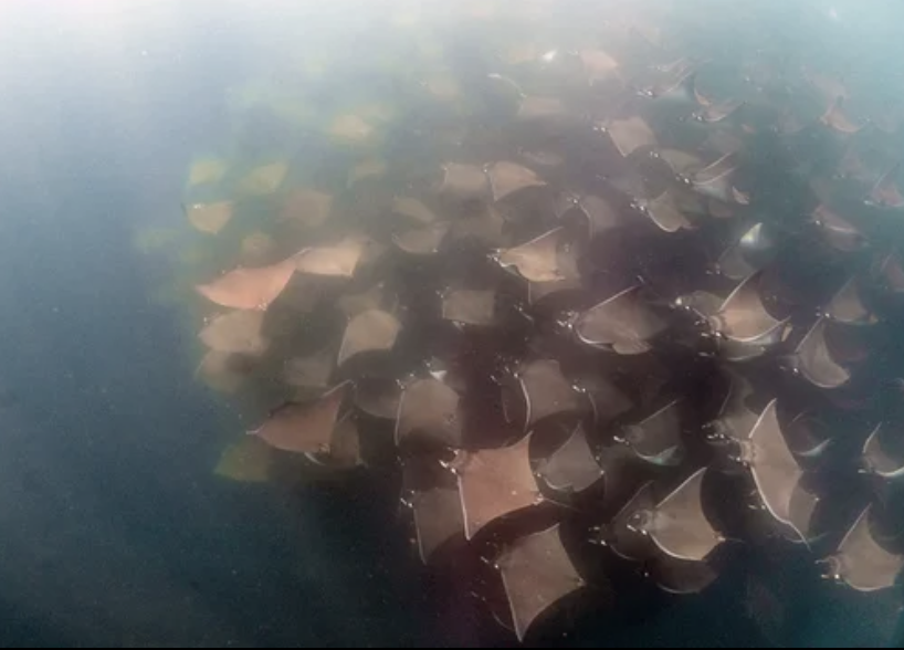 Large school of manta rays swimming underwater in a murky ocean.